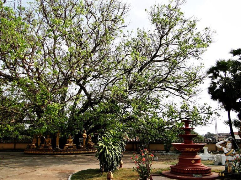 श्रीलंका से आया सारनाथ में बोधि वृक्ष